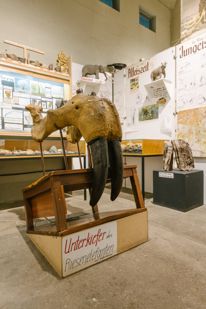 Unterkiefer eines Riesenelefanten, Bezirksmuseum Favoriten, Foto: Klaus Pichler